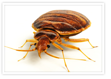 Bed bugs Philadelphia specialists