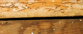 Enterprise Exterminating is leading pest control Philadelphia company